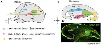 Rostro-Caudal and Caudo-Rostral Migrations in the Telencephalon: Going Forward or Backward?